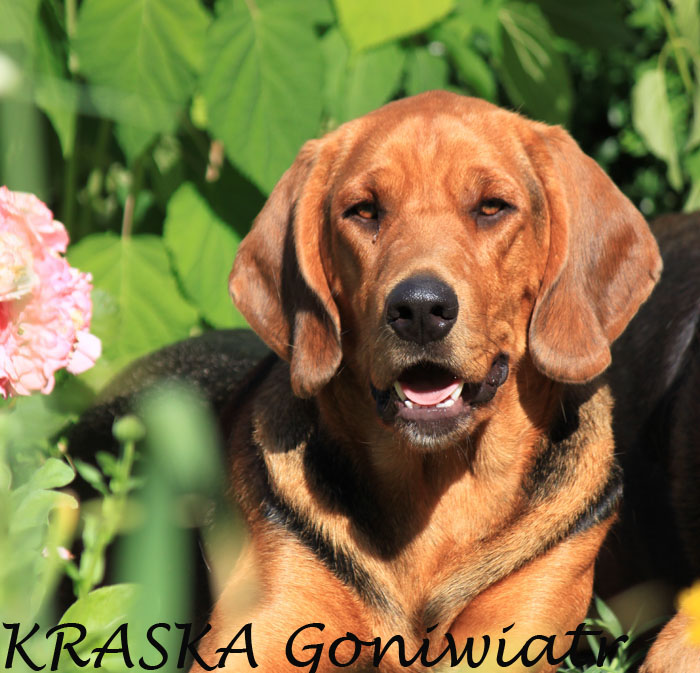 Zuchthündin: Kraska Goniwiatr