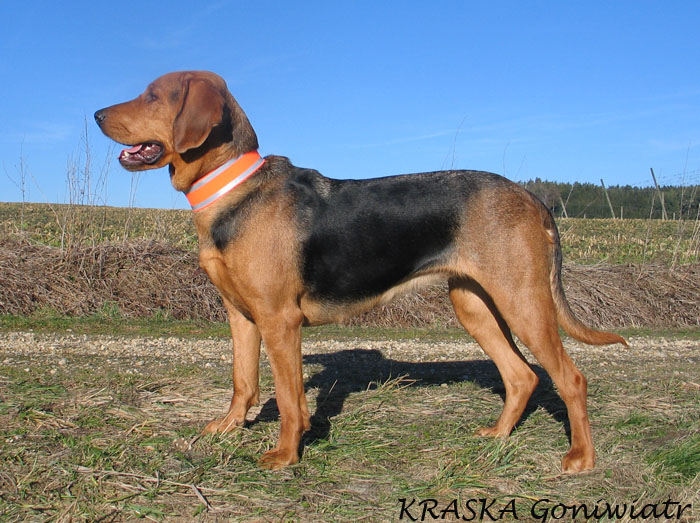 Zuchthündin: Kraska Goniwiatr