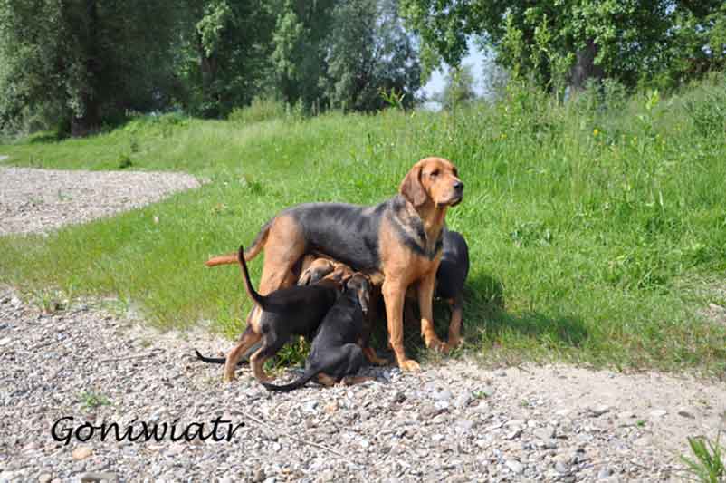 Ogar Polski mit Welpen Ogar Polski mit Welpen